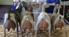2014_dairy-herd-2_555h_caption.jpg